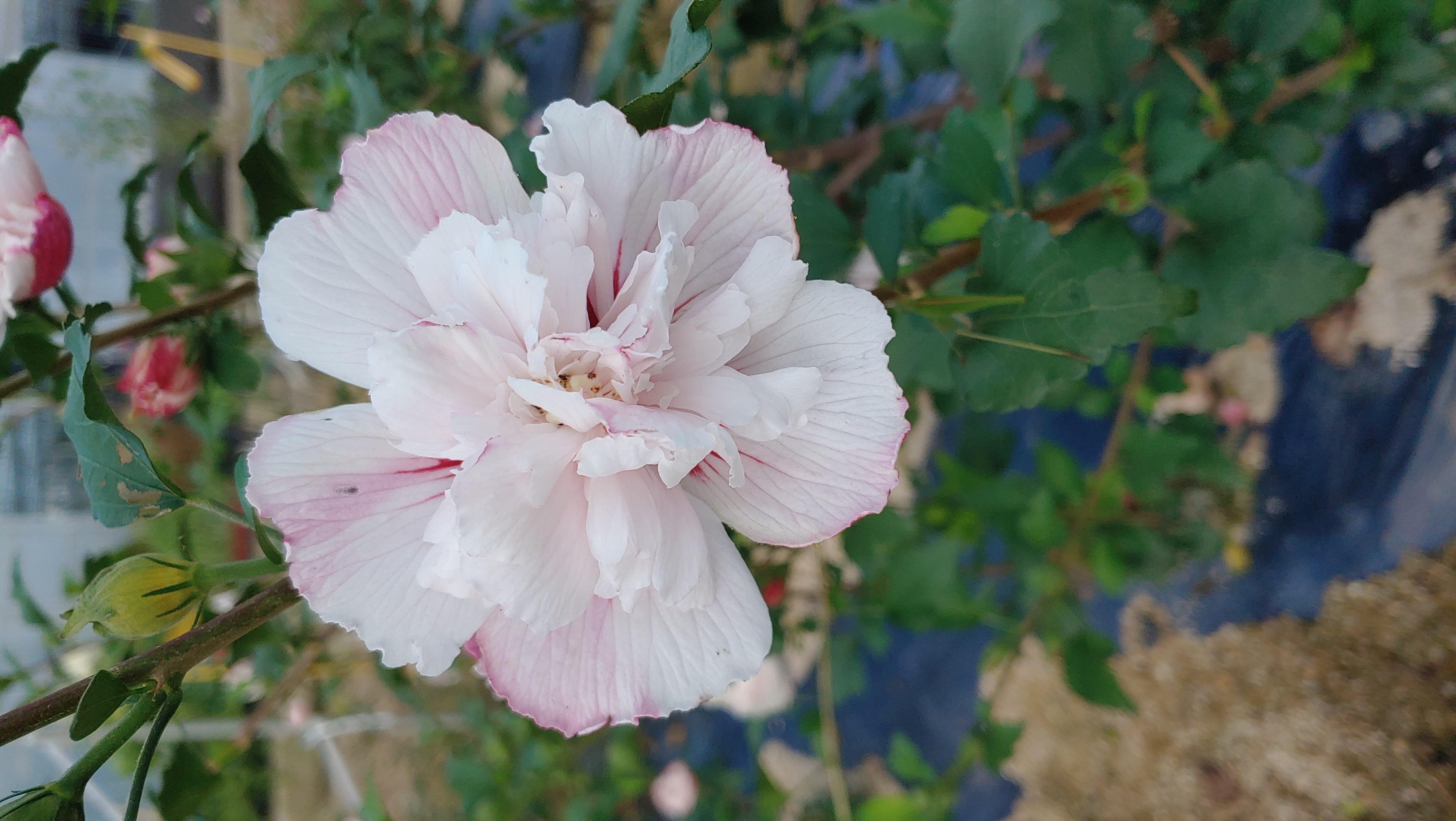 Hibiscus syriacus 'French Cabaret Pastel'